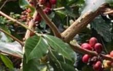 Dukung Pertanian Berkelanjutan, Surveyor Indonesia Gandeng Sekolah Tani Replanting Tanaman Kopi