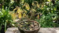 Pohon Buah Mini Sudah Berbunga tapi Tidak Jadi Buah? Ini Penyebab dan Solusinya
