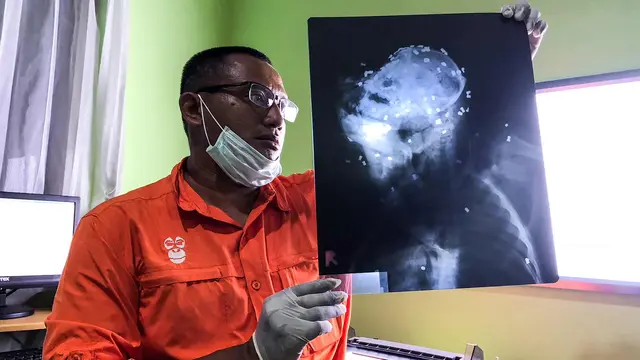 Orangutan
