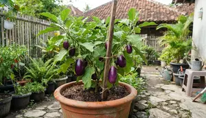 Cara Merawat Terong dalam Pot, Tanaman Tumbuh Kuat dan Produktif