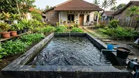 8 Ikan Air Tawar yang Tetap Menghasilkan Meski Hanya Dikelola di Akhir Pekan