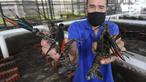 Petani menunjukkan lobster air tawa asal Australia di pembudidayaan BFC Mini Farm di Cipuatat, Banten, Rabu (6/10/2021). Di tengah pandemi, permintaan lobster air tawar untuk konsumi dalam negeri dengan harga antara Rp 150 ribu/kg hingga Rp 275 ribu/kg stabil. (merdeka.com/Arie Basuki)