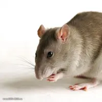 Induk tikus berjuang menyelamatkan anaknya dari ular | foto : istimewa 