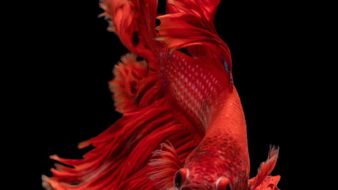<b>Adakah Ikan yang Tidak Bisa Berenang?</b>