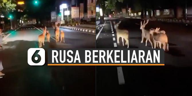 VIDEO: Viral Rusa Berkeliaran di Jalanan Denpasar Malam Hari