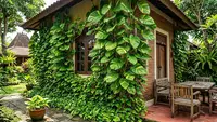 7 Cara Membuat Sirih Gading Cepat Merambat Memenuhi Dinding Rumah dengan Rimbun dan Sehat
