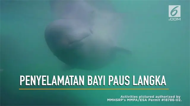 Tyonek, seekor bayi paus yang terancam punah diselamatkan dan dibawa menuju rumah barunya di Sea World San Antonio, Texas, Amerika Serikat.