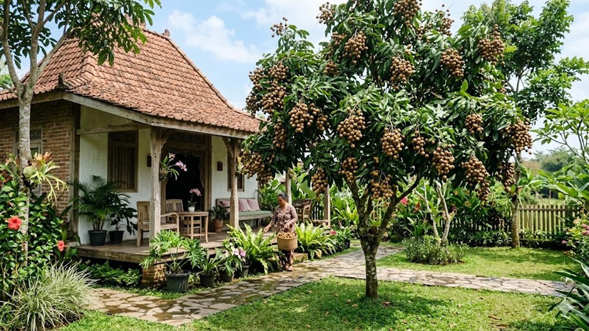 Jenis Kelengkeng yang Bisa Berbuah Kurang dari 1 Tahun, Ini Faktor Penentu yang Sering Diabaikan