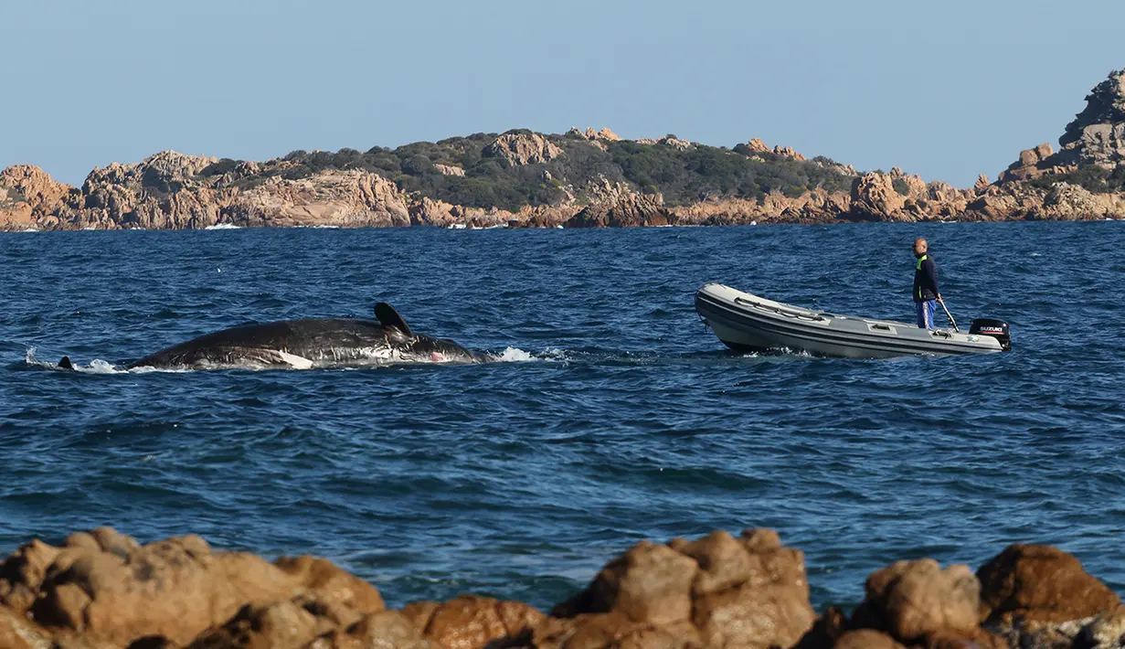 Foto pada 28 Maret 2019 menunjukkan sebuah perahu mendekati paus yang ditemukan mati terdampar di Pulau Sardinia, Italia. Kematian paus sperma yang sedang hamil ini semakin mengejutkan setelah adanya hampir 50 pon atau 22.5 kg sampah plastik di perutnya. (SEAME Sardinia Onlus via AP)