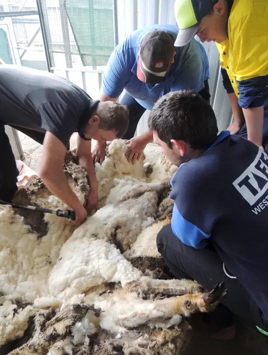 Juara pencukur bulu domba di Australia, Ian Elkins saat mencukur bulu domba liar yang ditemukan tersesat di Canberra, Rabu (3/9/2015). Menurut RSPCA, bulu yang dicukur dari domba tersebut beratnya adalah 40,45 kg. (REUTERS/RSPCA)