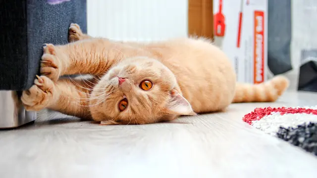 Mengenal Makanan Kucing yang Halal, Terbuat dari Apa Saja?