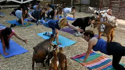 Sejumlah kambing mengelilingi peserta saat melakukan gerakan Yoga di Thousand Oaks, California (4/6). Kambing-kambing ini terkadang juga menjilati wajah, hingga tidur bersama peserta di atas matras. (AFP Photo/Mark Ralston)
