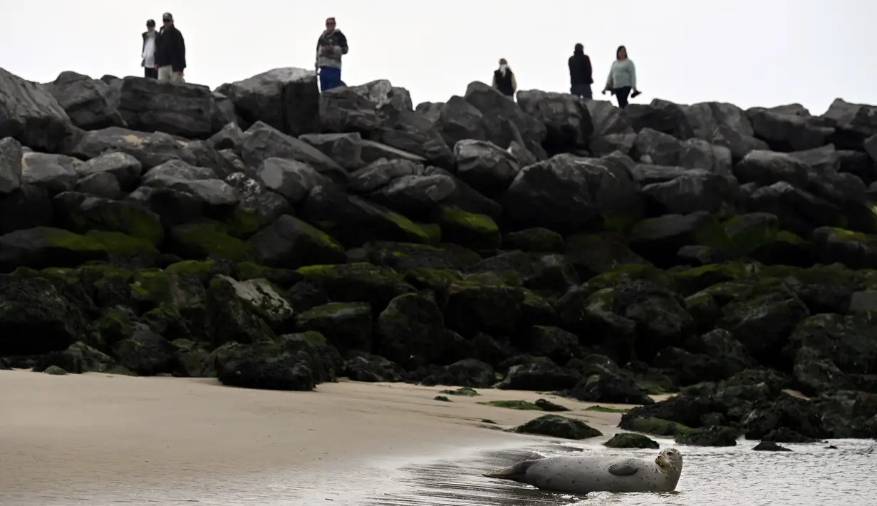 Institut Ilmu Pengetahuan Alam Kerajaan Belgia melaporkan jumlah anjing laut di negara ini telah meningkat selama 20 tahun terakhir. (John THYS / AFP)