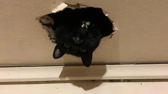 10 Potret Lucu Kucing Muncul dari Lubang di Langit-Langit Ini Bikin Gemas