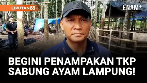 VIDEO: Penampakan Lokasi Judi Sabung Ayam, Tempat 3 Polisi Ditembak TNI