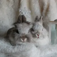 Ilustrasi Mimpi Kelinci Credit: pexels.com/Rika