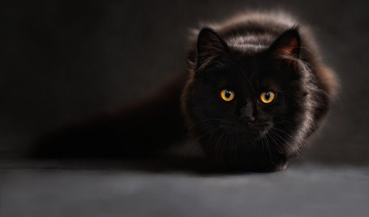 Selain itu, penting juga untuk segera mengambil tindakan pencegahan yang tepat dan melindungi kucing serta diri Anda sendiri dari penyakit yang mematikan ini.