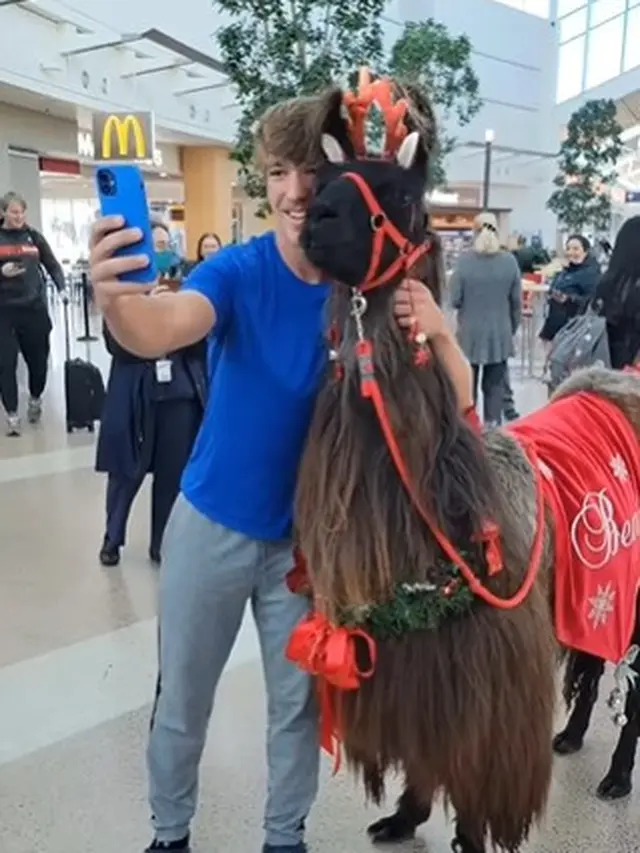 Llama di Bandara Internasional Portland Amerika Serikat Hibur Wisatawan yang Lelah dengan Pelukan