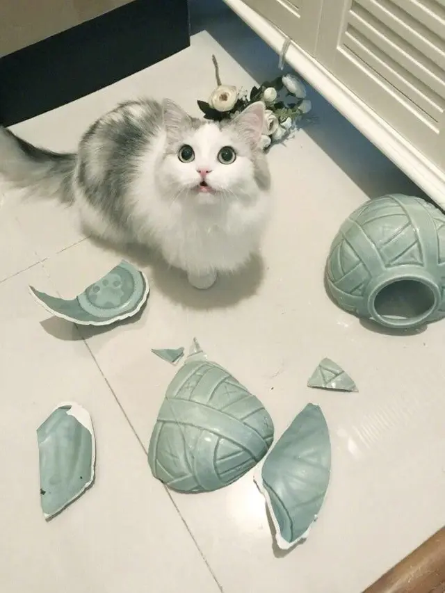 6 Tingkah Lucu Kucing Saat di Rumah, Mau Marah Tapi Gemesin