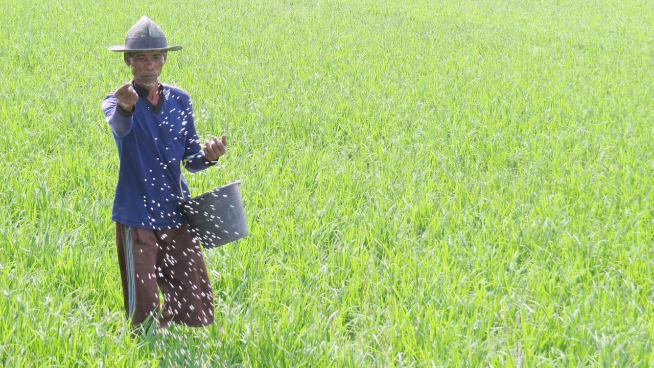 Kementan: Stok Pupuk Bersubsidi Tersedia Sesuai dengan Permintaan