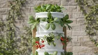 7 Model Kebun Mini Pakai Ember Lengkap Perkiraan Biaya Awalnya