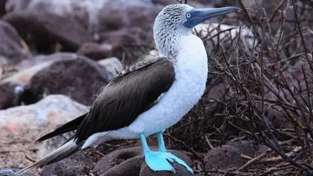 15 Burung yang Memiliki Telur Berwarna Biru