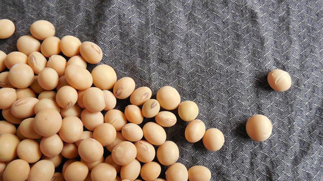 Ampas Kecap, Limbah yang Ampuh untuk Obat Diabetes