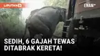 Enam gajah liar, termasuk empat bayi gajah, tewas dalam kecelakaan tragis saat sebuah kereta penumpang menabrak kawanan mereka di dekat Taman Nasional Minneriya, Sri Lanka.
