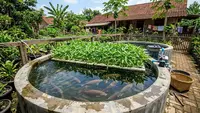 Cara Membuat Kolam Gurame Sekaligus Menanam Kangkung, Cocok untuk Lahan Terbatas