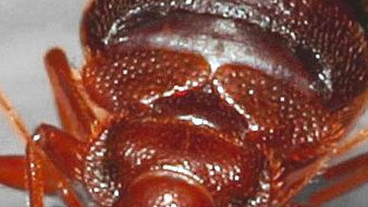 4. Kutu Busuk