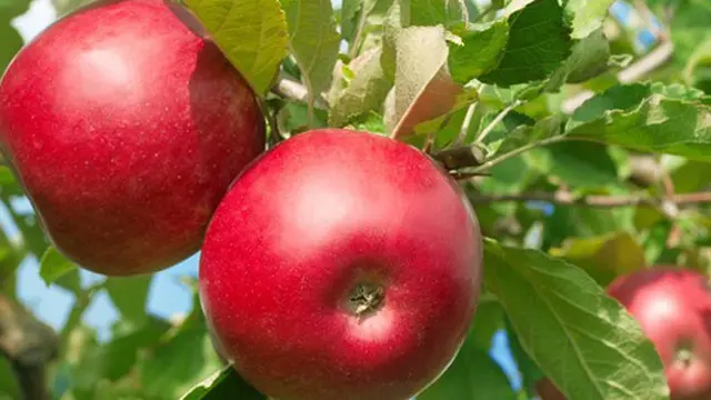 Foto : copyright wired.co.uk