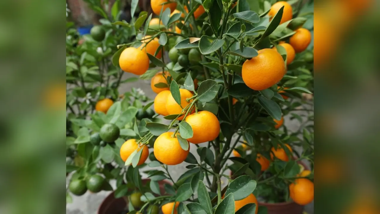 Di Taiwan, tumbuh buah Kumquat yang sama persis dengan jeruk tetapi beda ukuran (Liputan6.com/Teddy Tri Setio Berty)