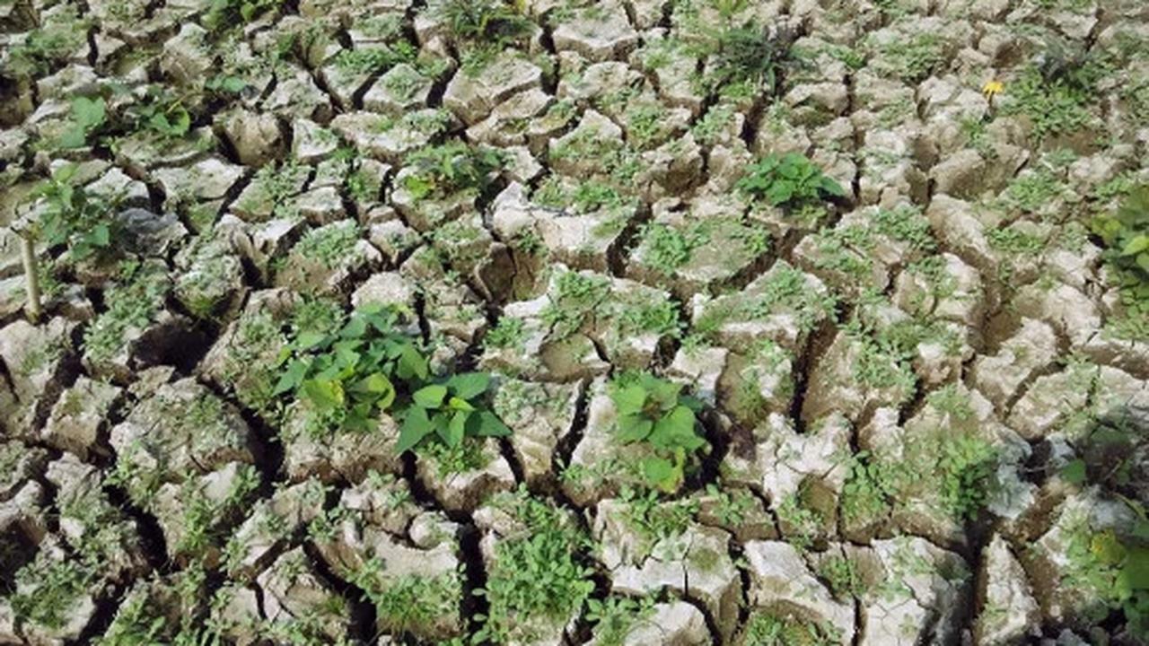 Ini waduk terbesar di Kebumen yang dilanda kekeringan parah