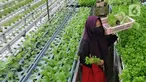 Warga kelompok tani Komplek AL Gandaria memanen sayuran di kebun Hidroponik di Radio Dalem, Jakarta, Senin (14/2/2022). Kebun yang dikelola mandiri warga ditanami sayuran kangkung, bayam brazil, seledri dan sawi ijo dengan rata-rata pendapatan sekitar Rp5 juta per bulan. (merdeka.com/Arie Basuki)