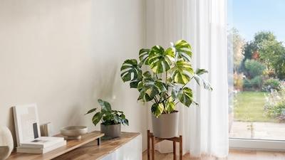 8 Cara Merawat Tanaman Hias Indoor untuk Pemula agar Tidak Mudah Menguning dan Mati