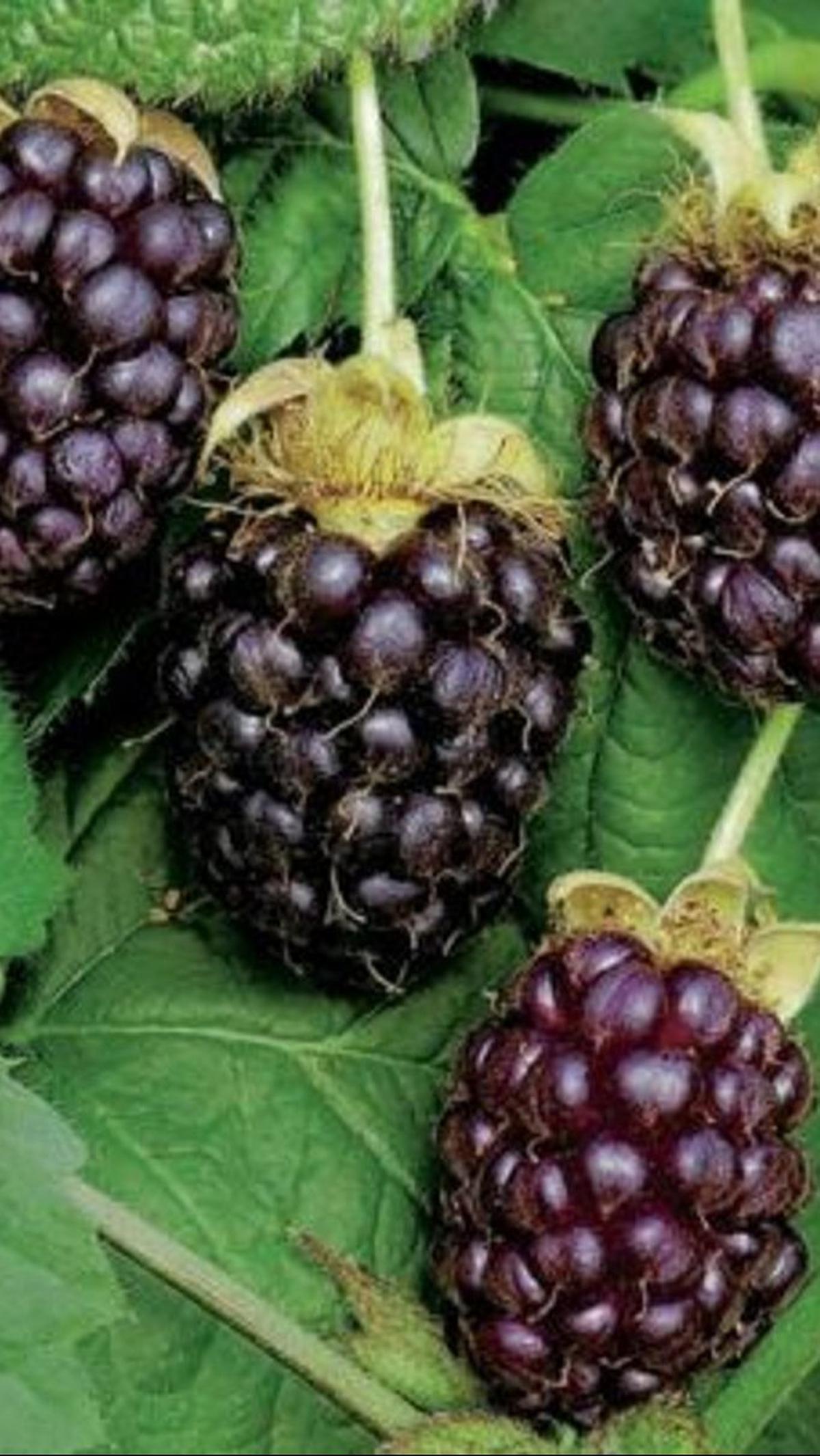 <b>Menyehatkan Pencernaan</b><br>