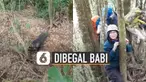 Rombongan pendaki di Gunung Cikuray, Garut, Jawa Barat dibuat panik oleh seekor babi.
