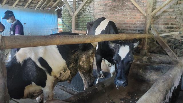 Cerita Peternak Sapi Perah Kuningan Jawa Barat Rugi Imbas Wabah PMK