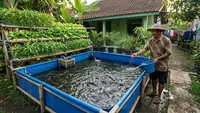 9 Cara Ternak Lele di Kolam Terpal Sambil Menanam Sayuran, Hemat Tempat dan Praktis