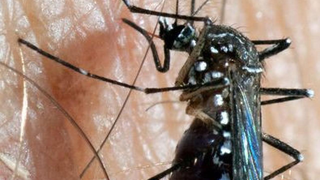 Fase Demam Berdarah pada Anak, Orang Tua Wajib Tahu