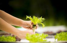 Selain Kangkung, Ini 7 Sayuran Cepat Panen dalam 10 Hari sebagai Solusi Kebun Mini Kilat