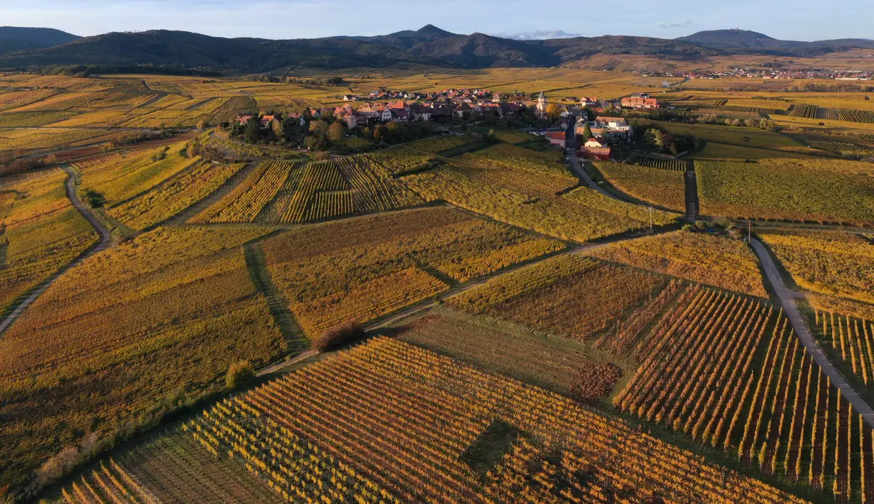 Pemandangan udara desa Hunawihr, Prancis, dengan gereja Saint-Jacques-le-Majeur (kiri) dan dikelilingi kebun anggur Alsace pada musim gugur, 26 Oktober 2021. Saat memasuki pertengahan bulan Oktober, daun-daun akan berubah warna menyajikan pemandangan musim gugur yang memesona (SEBASTIEN BOZON / AFP)