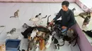 Kucing dan anjing tersebut sebagian besar merupakan hasil rescue di jalanan, tertabrak, sakit maupun  yang terlantar di rumah warga. (merdeka.com/Arie Basuki)