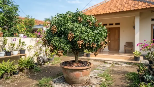 Pohon Kelengkeng Pendek Berbuah Lebat