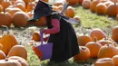 Seorang bocah bernama Krizia Magdua berpakaian penyihir bermain dengan labu di kebun labu menjelang Halloween di Crockford, Inggris, 26 Oktober 2015. (REUTERS/Luke MacGregor)