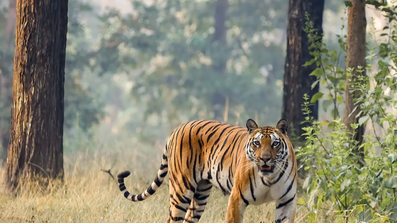 harimau