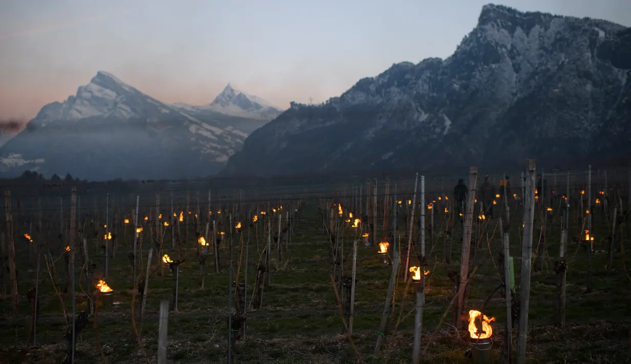 Ratusan lilin dinyalakan di kebun anggur dengan latar belakang pegunungan es di Flaesch, Swiss (22/3). Lilin anti-embun ini bertujuan untuk menaikkan suhu dua hingga tiga derajat. (Gian Ehrenzeller / Keystone via AP)