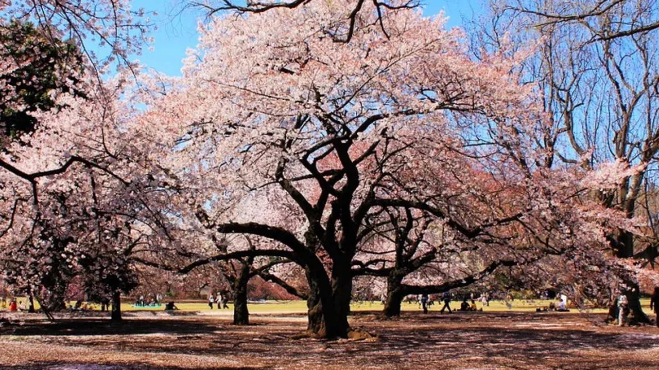 3. Meskipun selalu ramai dikunjungi warga Tokyo dan wisatawan asing di segala musim, pengunjung Shinjuku Gyoen paling membludak saat musim semi.