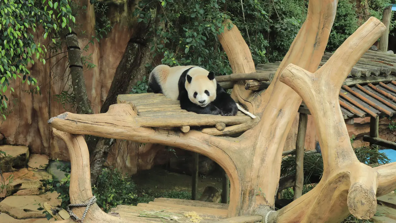 Taman Safari Indonesia