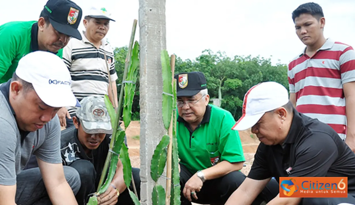 Citizen6, Pulung Kencana: Kebun Agrowisata merupakan salah satu ikon yang sedang dibangun oleh Pemerintah Kabupaten Tulang Bawang Barat, yang akan menjadi tempat rekreasi sekaligus praktik budidaya pertanian. (Pengirim: Humas TBB)